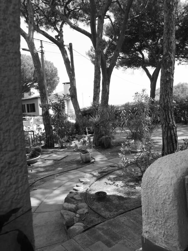 Black and white photo of a backyard with tall trees.