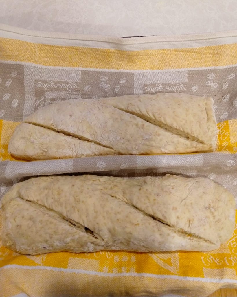 bread loaves shaped and rising on a clean dish cloth. 