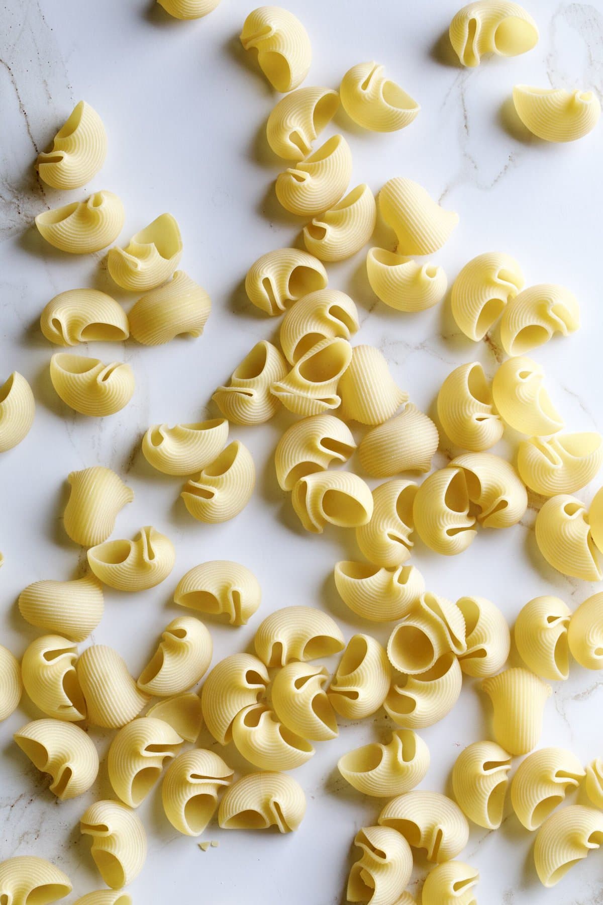 dry lumachoni pasta shells on a plain background.