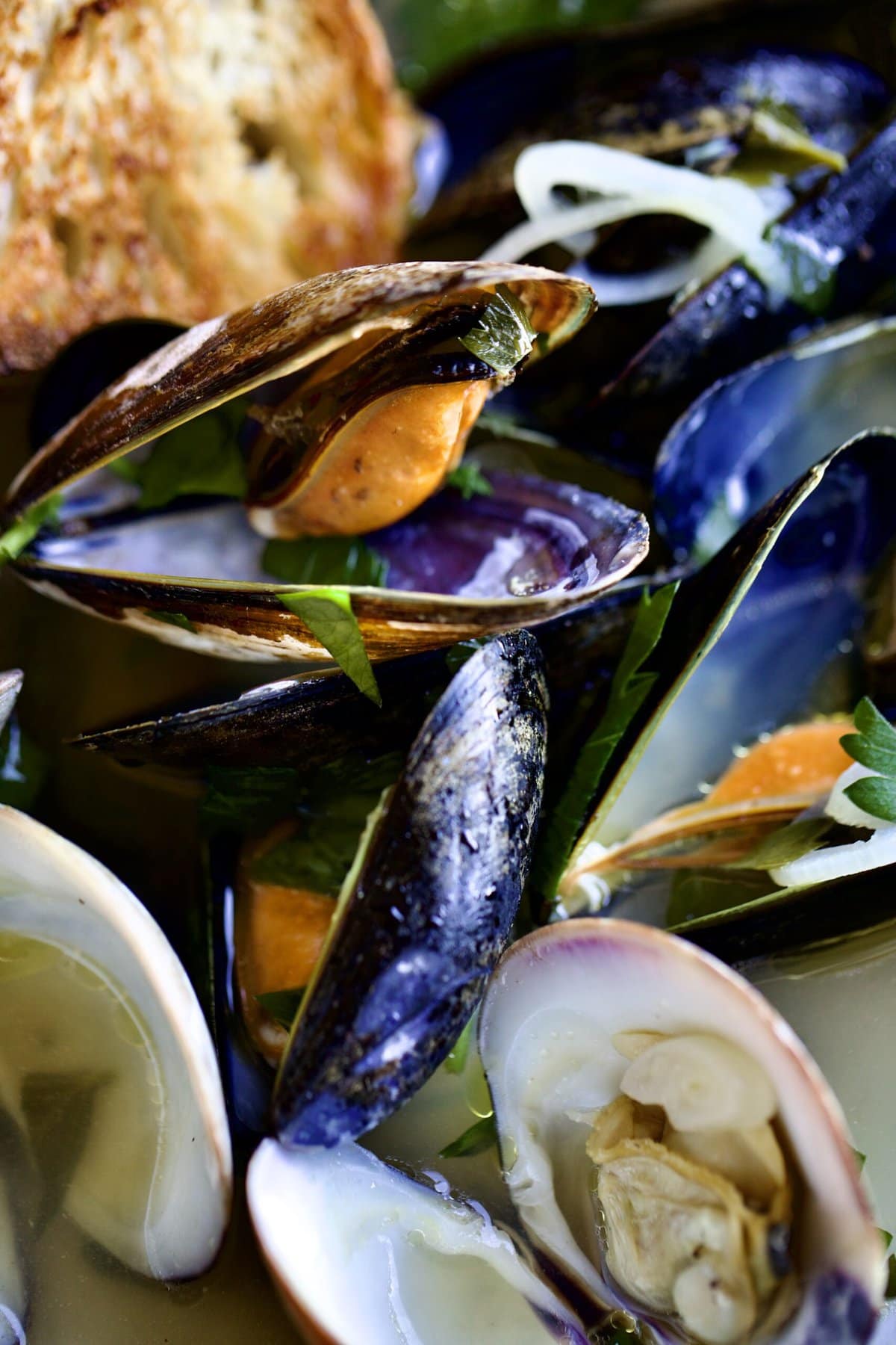close up of steamed mussels and clams
