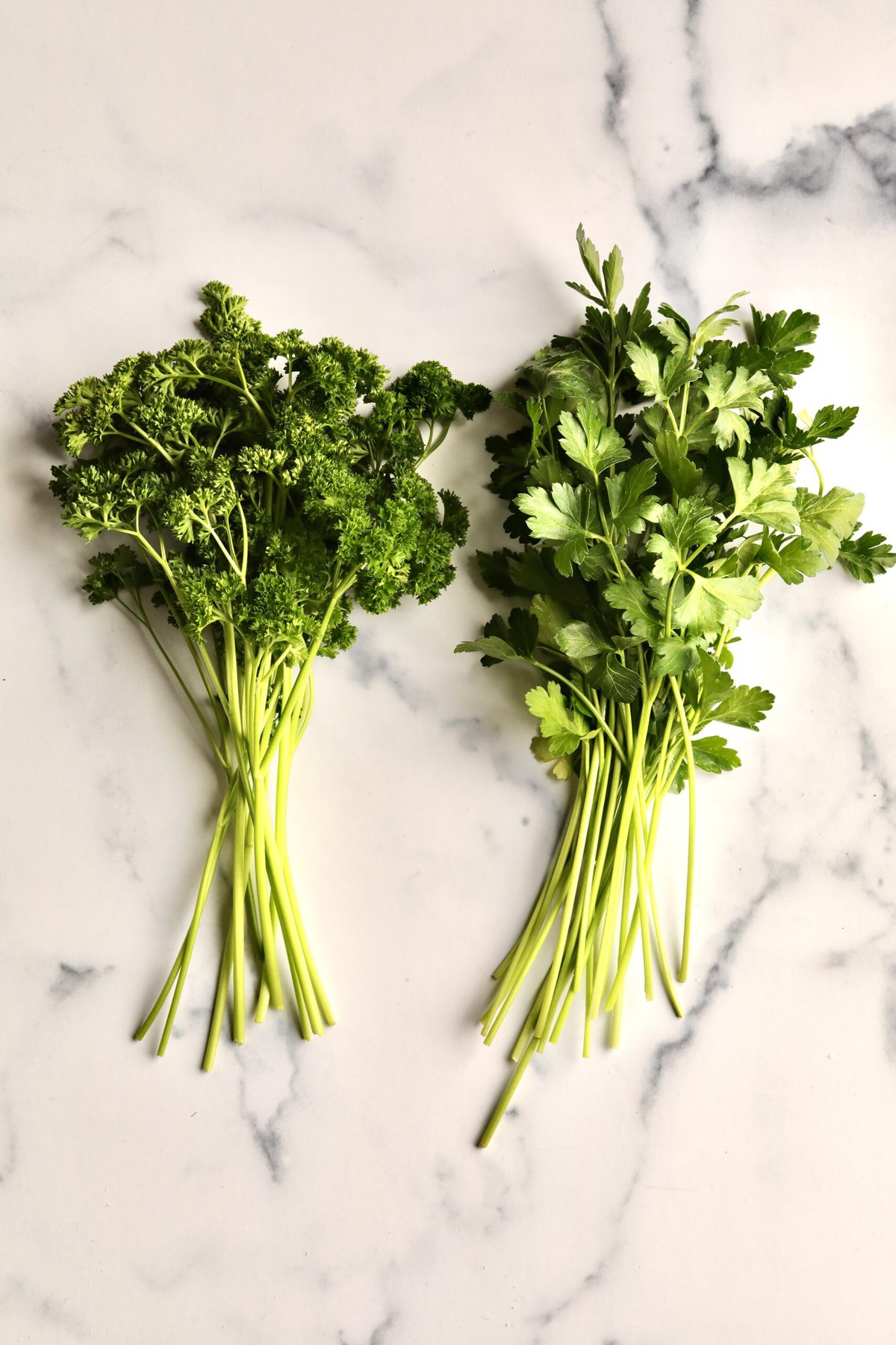 comparing flat leaf Italian parsley and curly parsley.