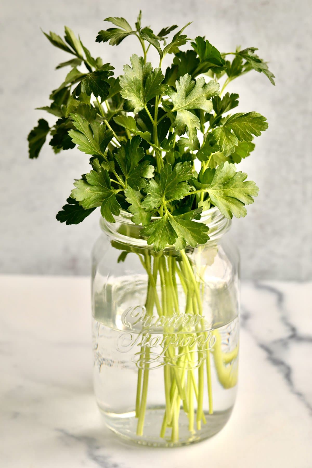 flat leaf Italian parsley in a jar with water 